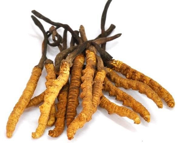 Haya Labs Cordyceps opinie działanie